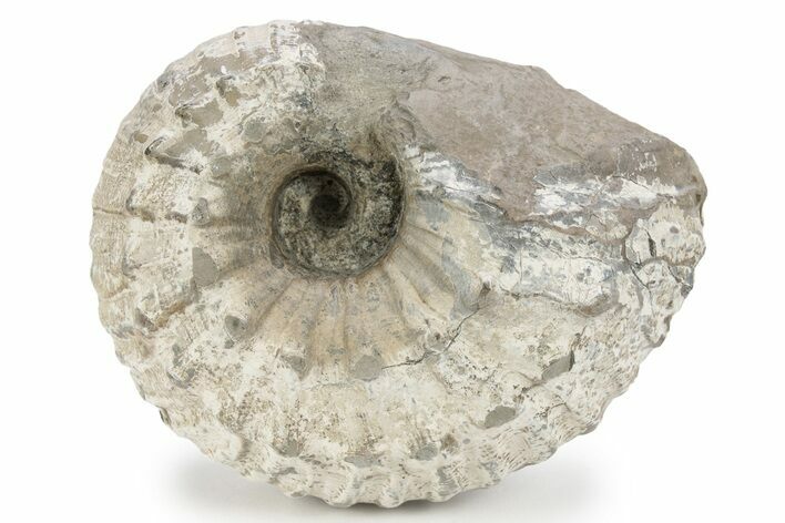 Bumpy Liparoceras Ammonite - Gloucestershire, UK #241747